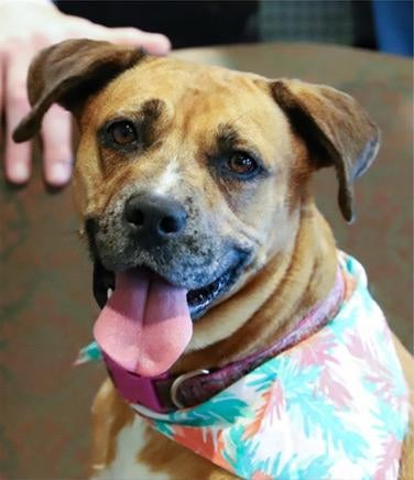 Magaña & Van Dyke Law Firm in Denton TX